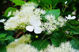 Explore the greatest flowers deals online. The Best Climbing Plants For Shade David Domoney
