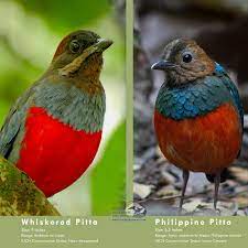 We are starting something different... - Birding Philippines | Facebook