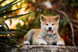 Akita puppies whose parents or grandparents were champion of national and international competition (e.g. Japanese Dogs 101 The Brave And Loyal Akita Dog Breed Veterinarians Org