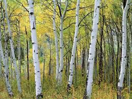 Birch Trees In Colorado Gorgeous Photos Of Autumn In The United States Aspen Tree Aspen Trees