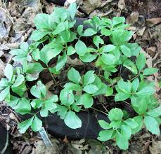 Seed pods are usually going to appear on the plant once it has matured and is doing well. Growing Peonies From Seed Cricket Hill Garden