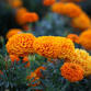 North Yorkshire Women Poets and Music by The Marigolds event image