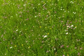 27 likes · 30 talking about this. Naturgarten Schone Idee Fur Eine Kreative Gestaltung