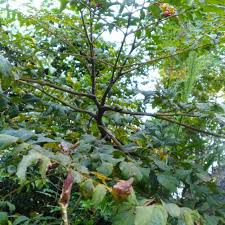 Image result for Leea guineensis