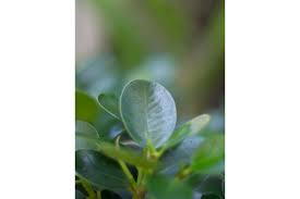 Image result for Antidesma