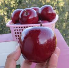 We have a wide selection of fruit and nut bearing plants, and we are looking to add more plants all the time. Avo Fruit Tree Nursery Home Facebook