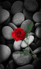 Download 480x800 Red Rose Cell Phone Wallpaper Category Flowers Red Roses Black And Red Roses Cellphone Wallpaper