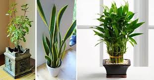 11 Plantes Qui Attirent Le Bonheur L Energie Positive Et La Prosperite Dans Votre Maison Plante Appartement Plante Decoration Plante