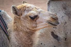 What does head in the sand expression mean? Camel Young Portrait Small Young Animal Animal Sand Desert Head Cute Dromedary Pikist