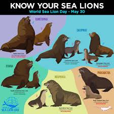 Aquarium Of The Pacific On Twitter Animals Beautiful Fun Facts About Animals Galapagos Sea Lion