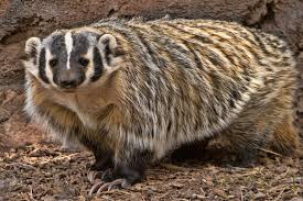 The head appears pointed and small for the body. 8 Surprising Facts About Badgers