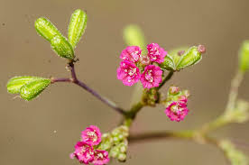 Image result for Boerhavia diffusa