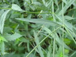 Image result for Dipsacaceae