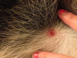 First, symptoms don't show up right away. Lyme Disease German Shepherds Forum