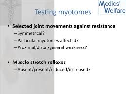 Myotome Testing Bismi Margarethaydon Com