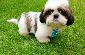 Shih tzu fur babies, excellent pedigrees, champion bloodlines and imperial. Pin On Stuff To Buy