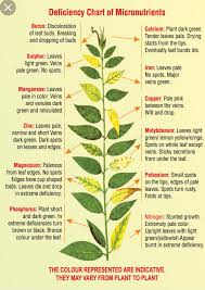Visual Deficiency Chart Of Micronutrients In Plants