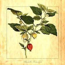 Image result for Physalis peruviana