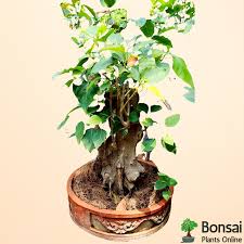 Buy 15 Yrs Old Peepal Tree Bonsai Bonsai Plants Online
