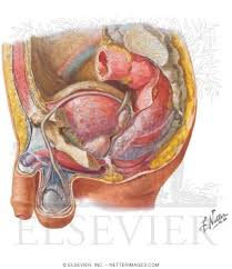 The human male urethra passes through the prostate gland, where it is joined by the ejaculatory duct, and then through the penis. Reproductive System Male Organs