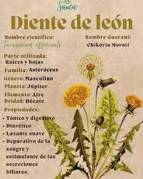 ElSazonedeDiego | ¿Cuáles son los 10 beneficios del diente de león? Es una  excelente fuente de vitaminas. ... Mejora la digestión y la salud... |  Instagram