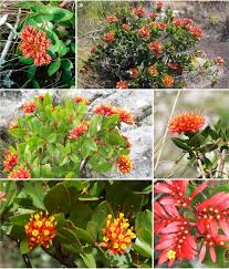 Image result for Pavetta sp. F