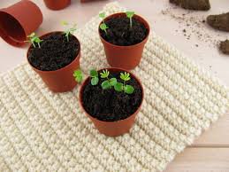 Once your lupin's roots are starting to show at the bottom of the plant it is time to move it on into its final pot. How To Grow Lupins Birstall Garden Leisure