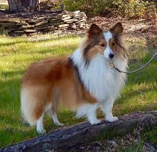 This is the price you can expect to budget. Available Mini Toy Akc Sheltie Shetland Sheepdog Puppies Shetland Sheepdog Puppies Sheltie Dogs Shetland Sheepdog Blue Merle