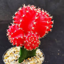 Image result for Gymnocalycium