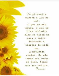 Pin De Raphaela Brito Em Cactos Girassois Margaridas Somente Essas Que Eu Amo Pensamentos Frases Citacoes De Girassol Frases Por que o girassol acompanha o sol? pensamentos frases