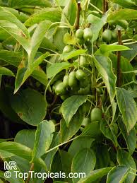 Image result for Actinidia