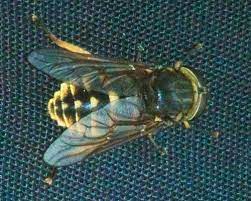 Tabanus Sudeticus Dark Giant Horsefly Identification Images Ecology Control