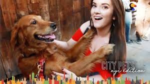 The cheapest offer starts at £1,250. Dog Just Wants To Hug Everyone In Nyc Louboutina The Dodo City Pets Youtube
