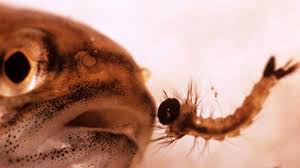 Jentik nyamuk jangan dianggap sepele! Basmi Jentik Nyamuk Dbd Pemkot Tasikmalaya Tebar Ribuan Ikan Cupang Ruber Id