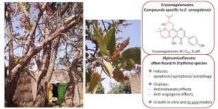 Image result for Erythrina abyssinica × lysistemon