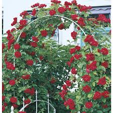 The pink double knock out rose bush with pink flowers (25) model# 13412. Mini Rose Plant Lowes Novocom Top
