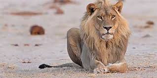 How To Get To Nxai Pan National Park By Car Flights