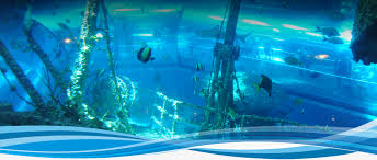 We believe in preserving our environment while inspiring the human spirit through leadership in the rescue, rehabilitation, and release of marine life. National Museum Of Marine Biology And Aquarium Exhibition And Display Description