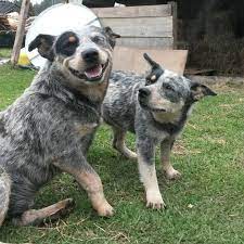 We did not find results for: Club Pastor Ganadero Australiano Bogota Australian Cattle Dog Startseite Facebook