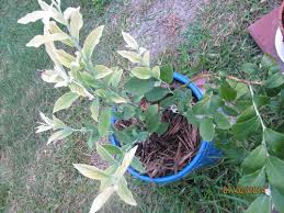 The effect of chlorosis on blueberry shrubs if not detected and corrected soon enough is the bush will have premature leaf drop, and in extreme stress, may ultimately die. Blueberry Leaves Turning Yellow To Almost White