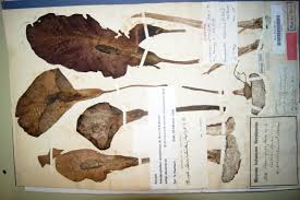 Image result for Amorphophallus abyssinicus