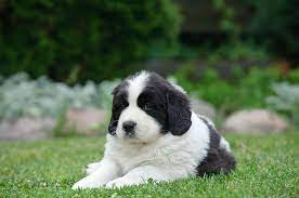 landseer newfoundland pup looking a little suspicious newfoundland puppies puppies landseer dog