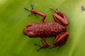 Image result for Fadogia gossweileri