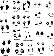 How To Draw A Footprint Animal Sledy Zhivotnyh Zhivotnye Tatuirovki Linii