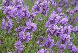 Diy Fashion Accessories Family Disney Com Edible Flowers Lavender Flowers Culinary Lavender