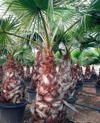 Image result for Washingtonia robusta