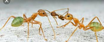 These mounds were formed by a single termite species that excavated a massive network of tunnels to allow them to access dead leaves to eat safely and directly from the forest floor, researcher and entomologist stephen martin of the uk's university of salford said in a statement. What Is Social Insects What Is Social Insects Brainly In