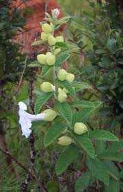 Image result for Astripomoea lachnosperma