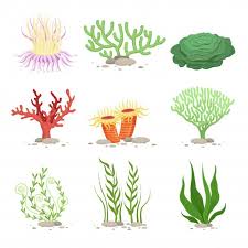 Vector Set Of Underwater Plants Underwater Plants Funny Illustration Coral Reef Art