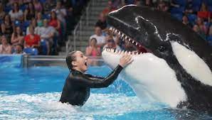 Jessica Orca Attack Incident: Real Footage Revealed | TikTok